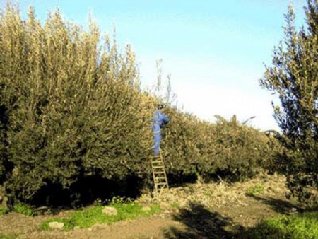 AZIENDA AGRICOLA ARAGONA,via etnea 29,CATANIA 95124 Italia 095-7159061 e-mail:info@agricolaragona.it